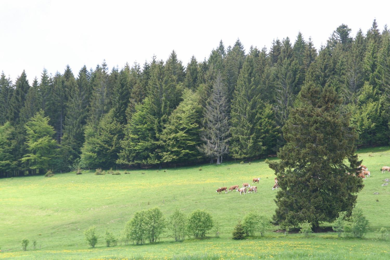 Hotel Gasthaus Hirschen Im Hochschwarzwald Todtnau Nahe Feldberg Dış mekan fotoğraf